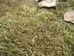 Scleropodium julaceum