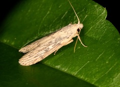 Lamoria adaptella