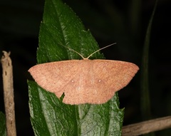 Perixera minorata