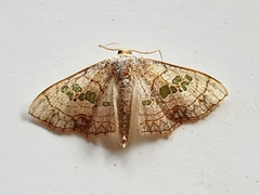 Scopula cuneilinea