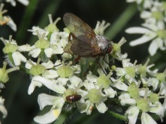 Heterhelus scutellaris