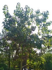 Paulownia tomentosa