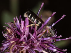 Halictus quadricinctus