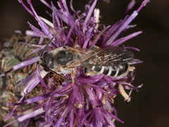 Halictus quadricinctus
