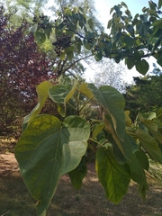 Paulownia tomentosa