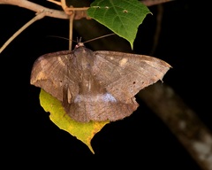 Ischyja ferrifracta