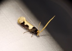 Thisizima subceratella