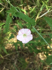 Convolvulus erubescens