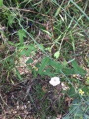 Convolvulus erubescens