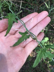 Convolvulus erubescens