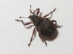 Rhinoncus inconspectus