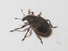 Rhinoncus inconspectus