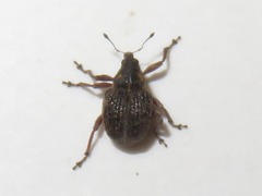 Rhinoncus inconspectus