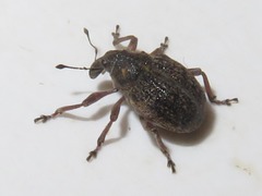 Rhinoncus inconspectus