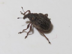 Rhinoncus inconspectus