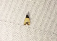 Tyrolimnas anthraconesa