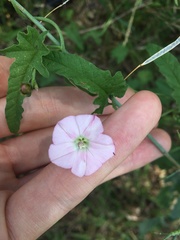 Convolvulus erubescens
