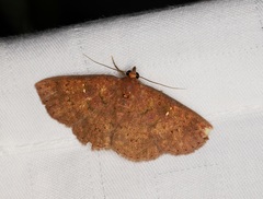 Sarobides inconclusa