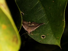 Throana pectinifer