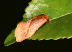 Arsacia rectalis
