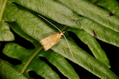 Lecitholaxa thiodora