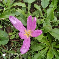 Colchicum montanum