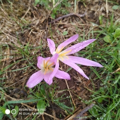 Colchicum montanum