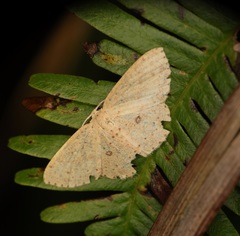 Perixera punctata