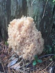 Artomyces microsporus