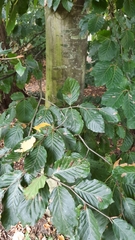 Fagus sylvatica