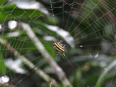 Gasteracantha doriae
