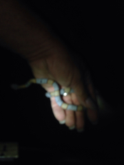 Lampropeltis alterna