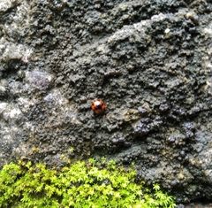Diaperinae
