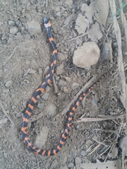 Oxyrhopus petolarius