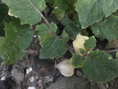 Physalis grisea