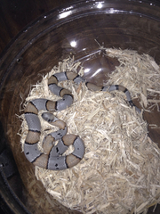 Lampropeltis alterna