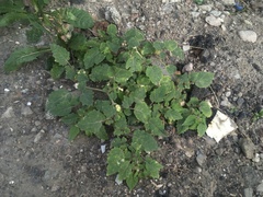 Physalis grisea