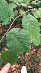 Corylus avellana