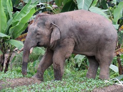 Elephas maximus borneensis