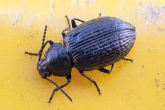 Adelium tenebrioides