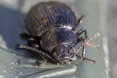Adelium tenebrioides