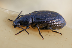 Adelium tenebrioides