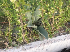 Verbascum songaricum
