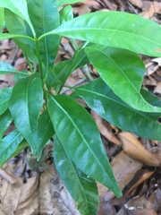 Alstonia angustifolia