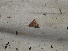 Tegostoma comparalis