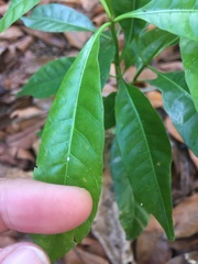 Alstonia angustifolia
