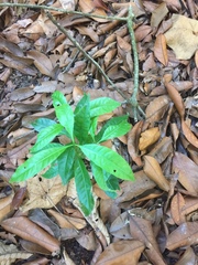 Alstonia angustifolia