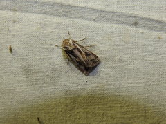 Agrotis vestigialis