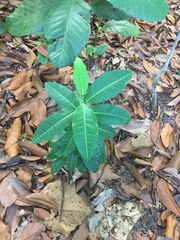 Passiflora laurifolia