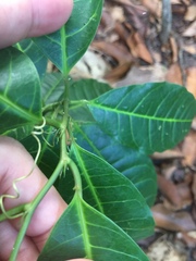 Passiflora laurifolia